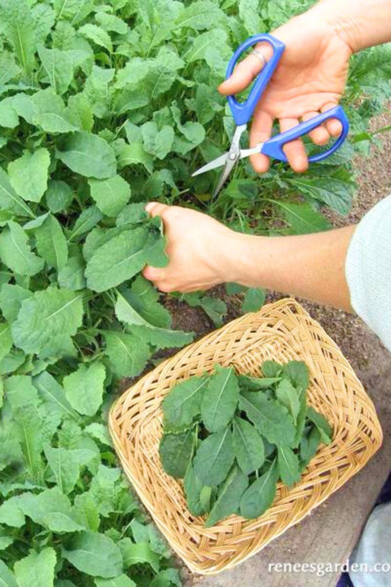 Renee's Garden Heirloom Italian Kale Tuscan Baby Leaf Seeds