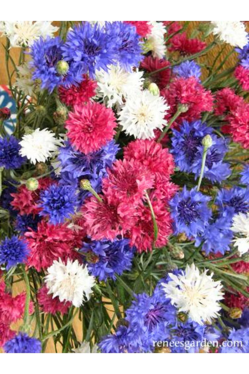 Renee's Garden Heirlooim Cornflowers 4th Of July Mix Seeds