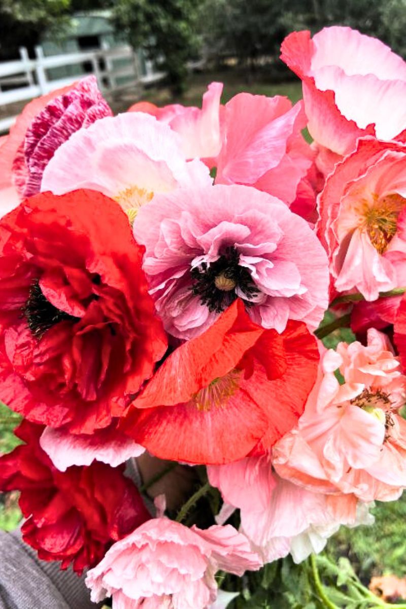 Renee's Garden Shirley Poppies Angels' Choir Seeds