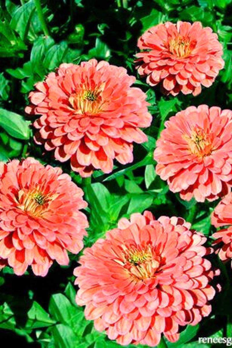 Renee's Garden Butterfly Zinnias Apricot Blush Seeds