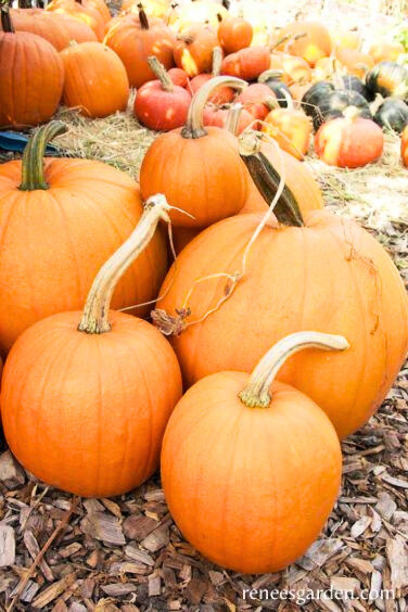 Renee's Garden Holiday Pumpkins Autumn Gold & Spookie Seeds