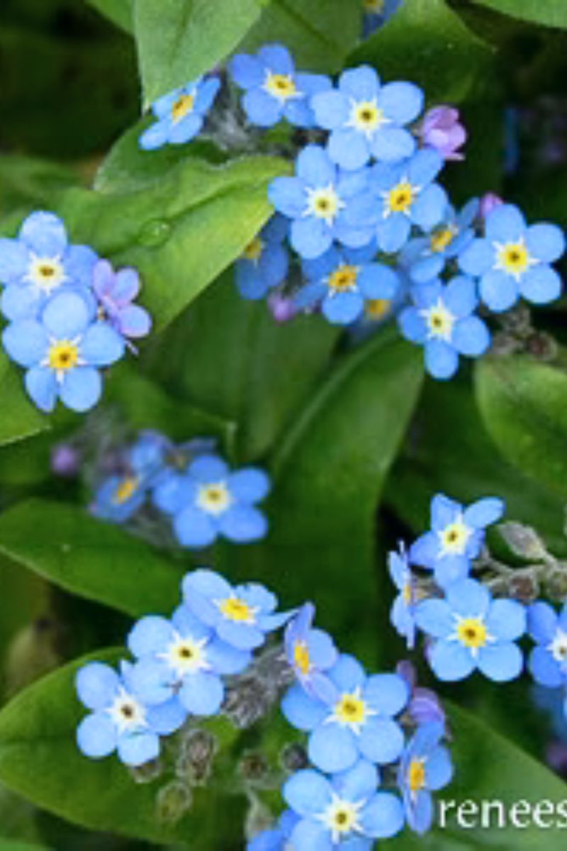 Renee's Garden Forget-Me-Nots Azure Bluebirds Seeds