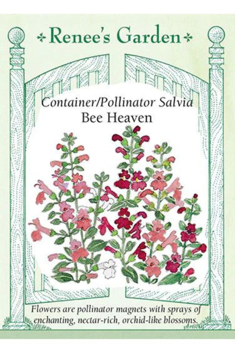 Renee's Garden Container/Pollinator Salvia Bee Haven Seeds