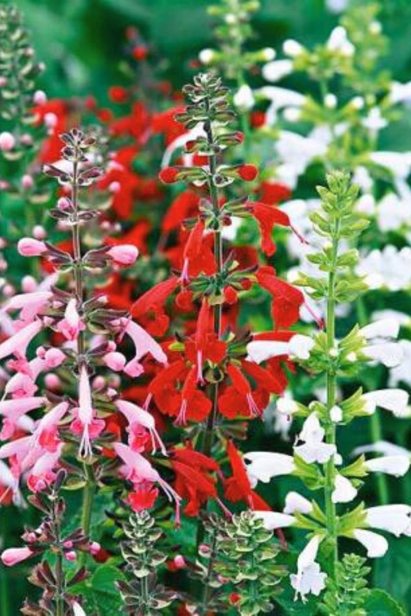 Renee's Garden Container/Pollinator Salvia Bee Haven Seeds
