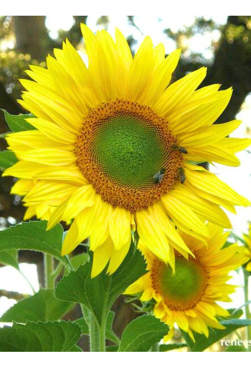 Renee's Garden Songbird/Pollinator The Birds & Bees Sunflowers Seeds