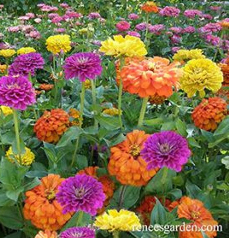 Renee's Garden Heirloom Cutting Zinnias Bling Bling Seeds