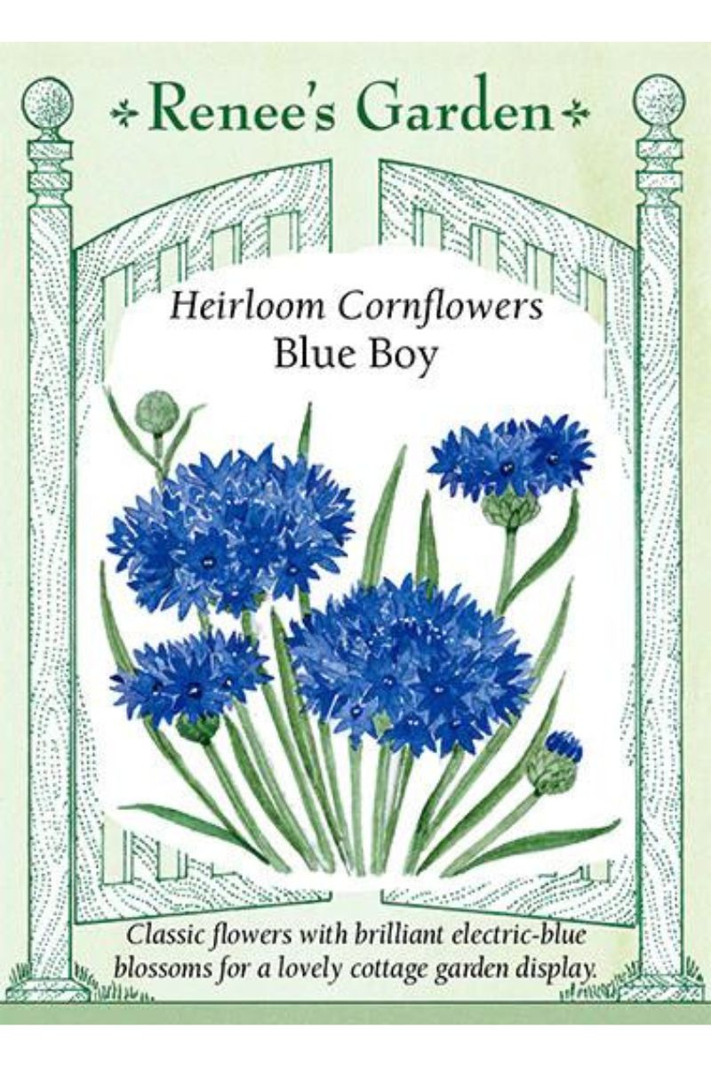 Renee's Garden Heirloom Cornflower Blue Boy Seeds