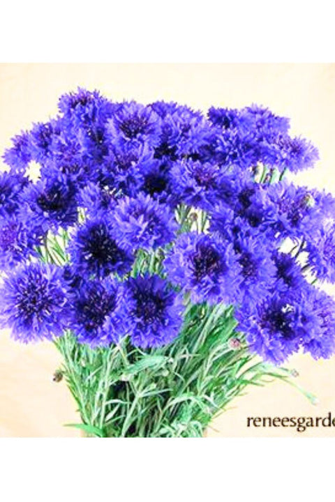 Renee's Garden Heirloom Cornflower Blue Boy Seeds