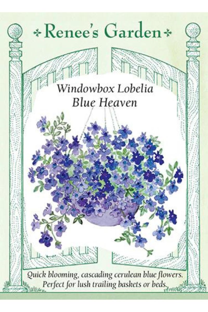 Renee's Garden Windowbox Lobelia Blue Haven Seeds