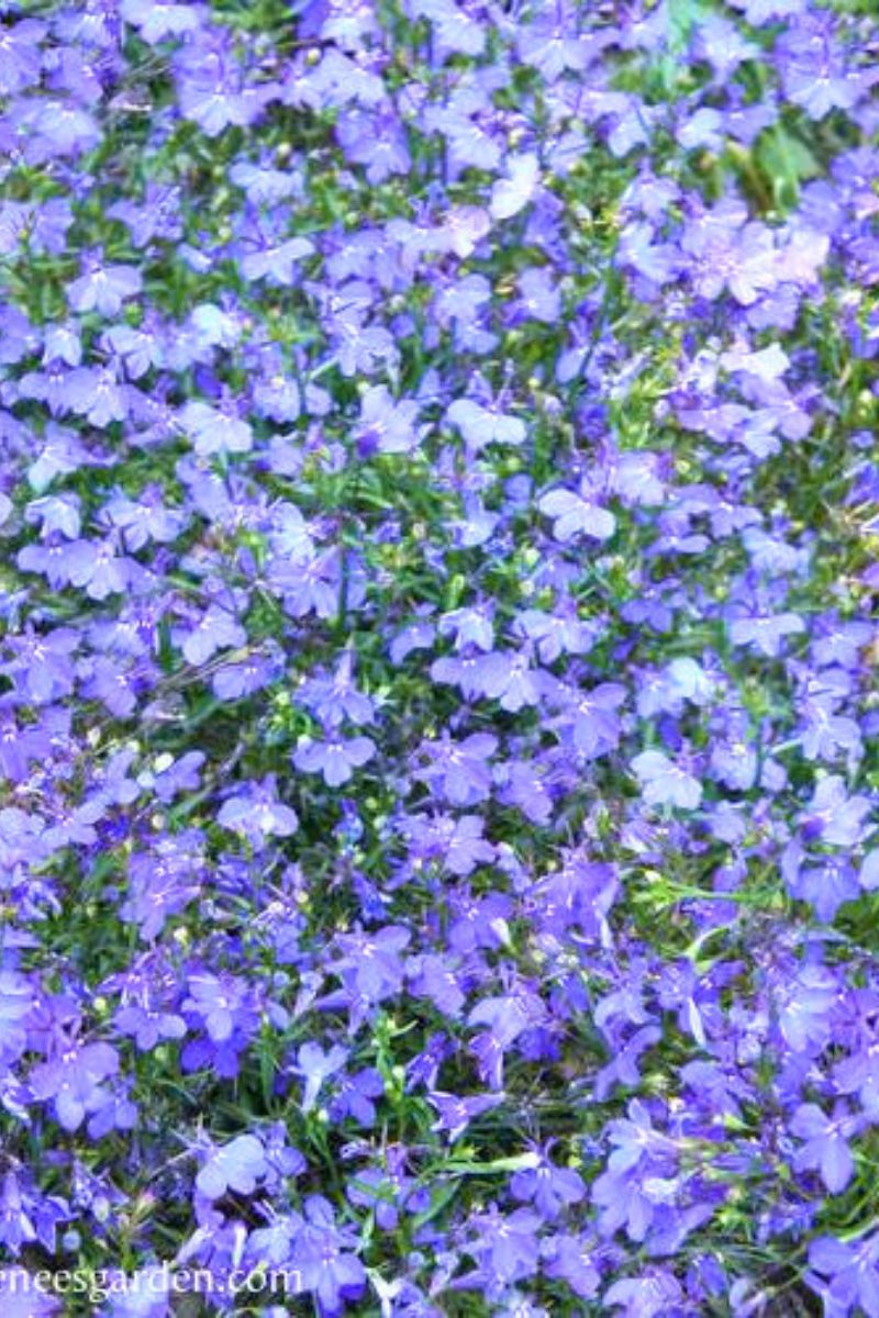 Renee's Garden Windowbox Lobelia Blue Haven Seeds