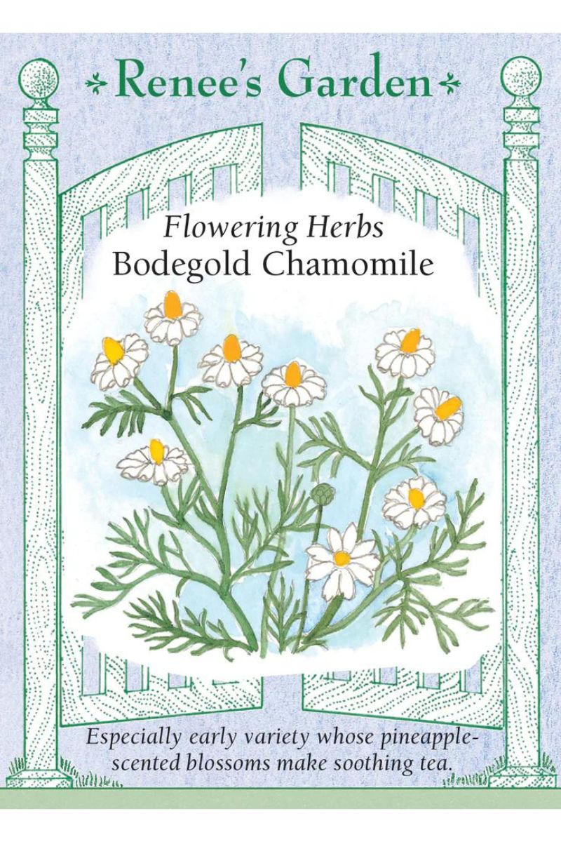 Renee's Garden Flowering Herbs Bodegold Chamomile Seeds