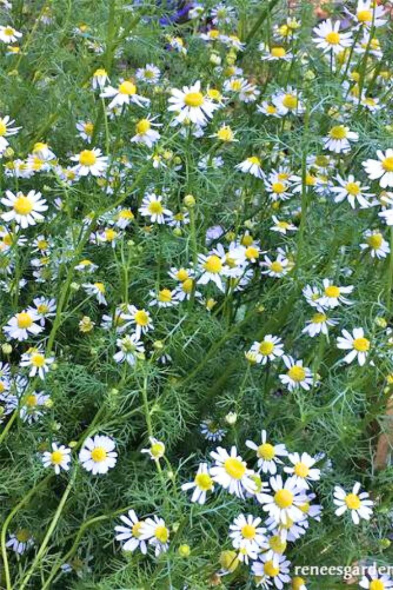 Renee's Garden Flowering Herbs Bodegold Chamomile Seeds