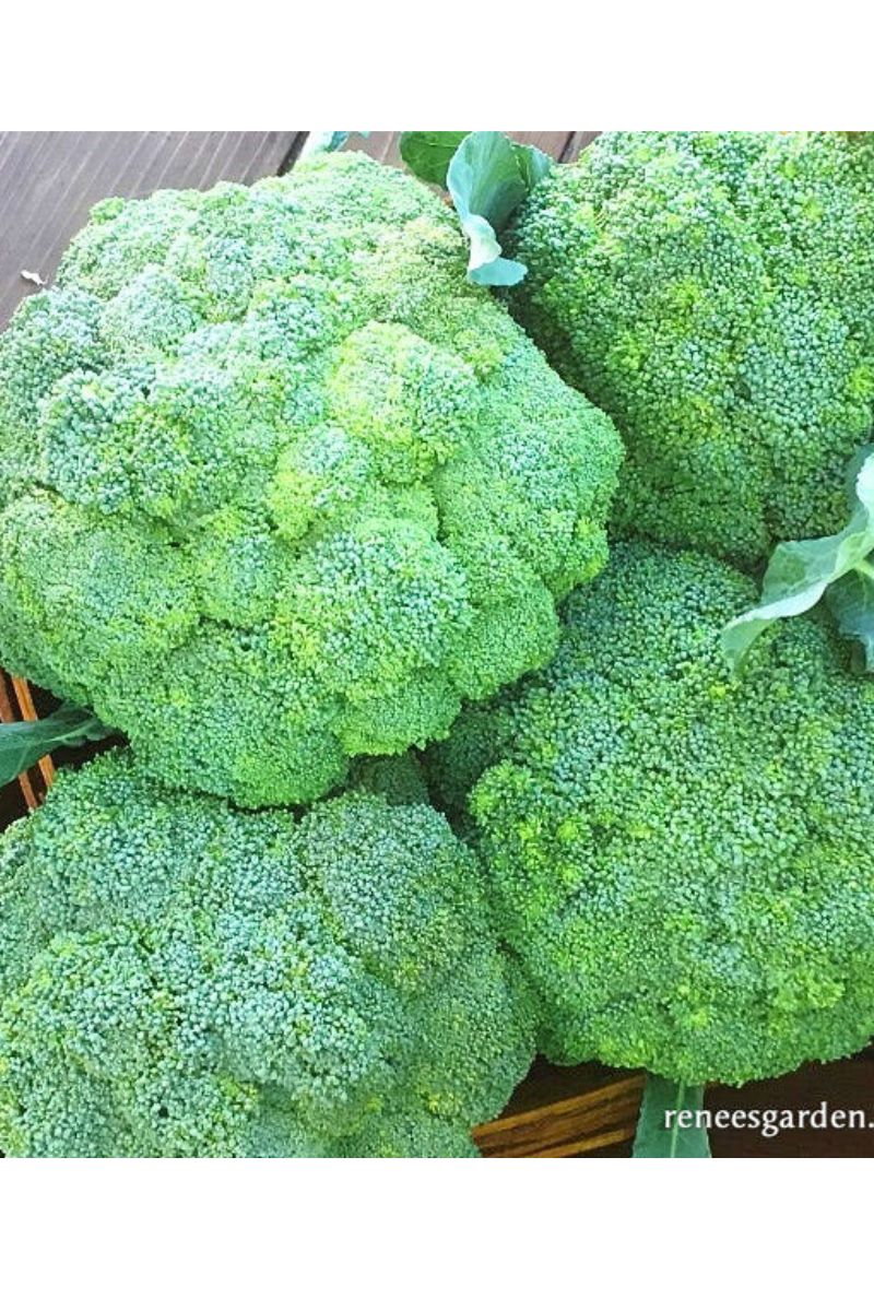 Renee's Garden Main Crop Broccoli Bravado Seeds