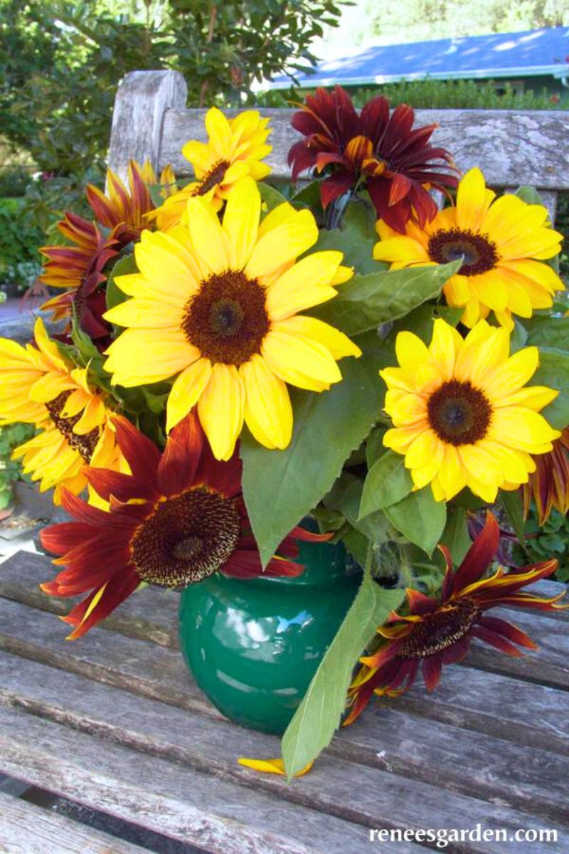 Renee's Garden Songbirds Sunflowers Bright Bandolier Seeds