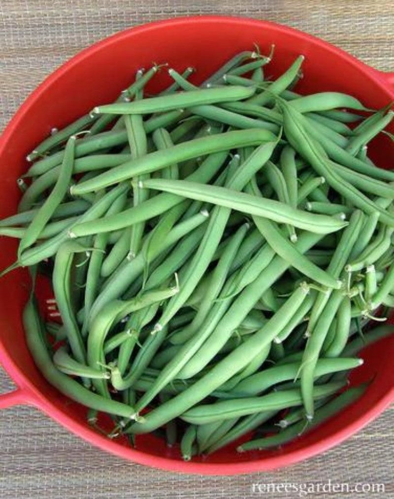 Renee's Garden Heirloom Bush Beans Provider Organic Seeds