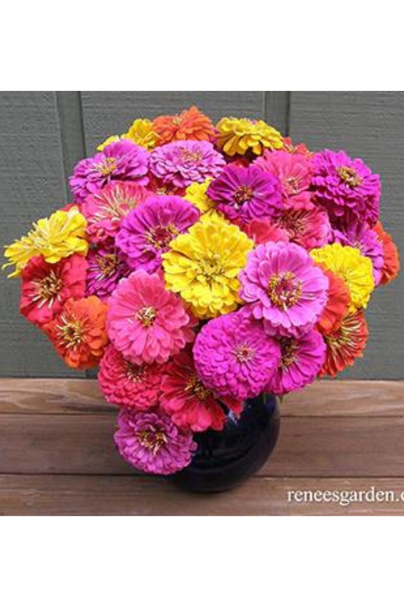 Renee's Garden Double Cutting Zinnias Cabaret Seeds