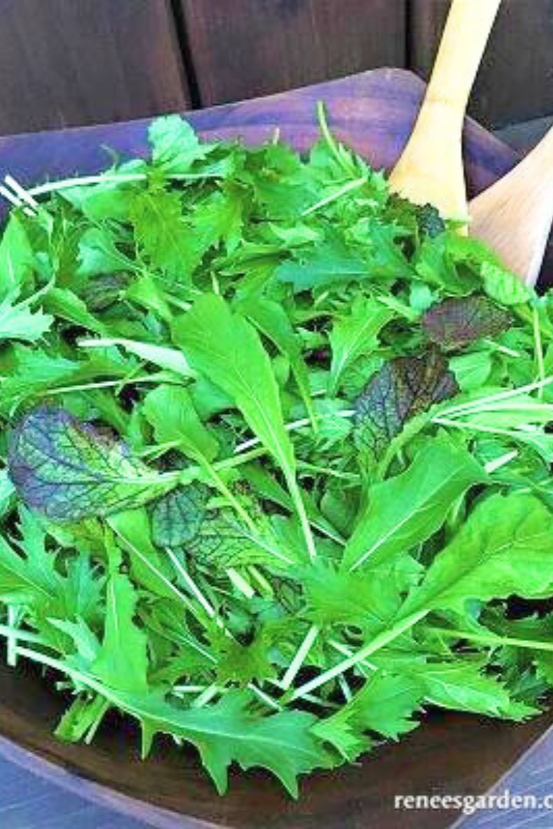 Renee's Garden Signatutre Salads California Spicy Greens Seeds