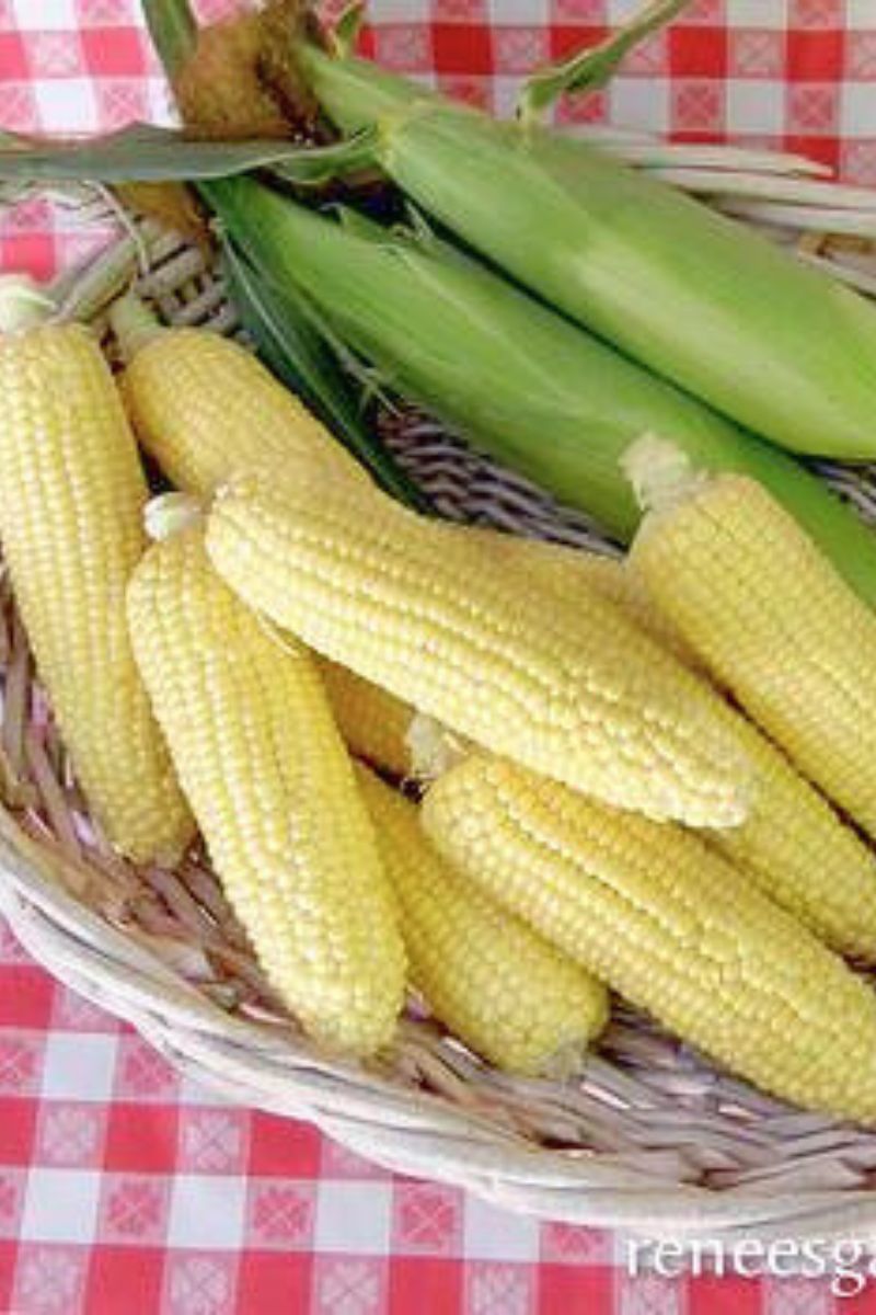 Renee's Garden Sweet Early Corn Casino Seeds