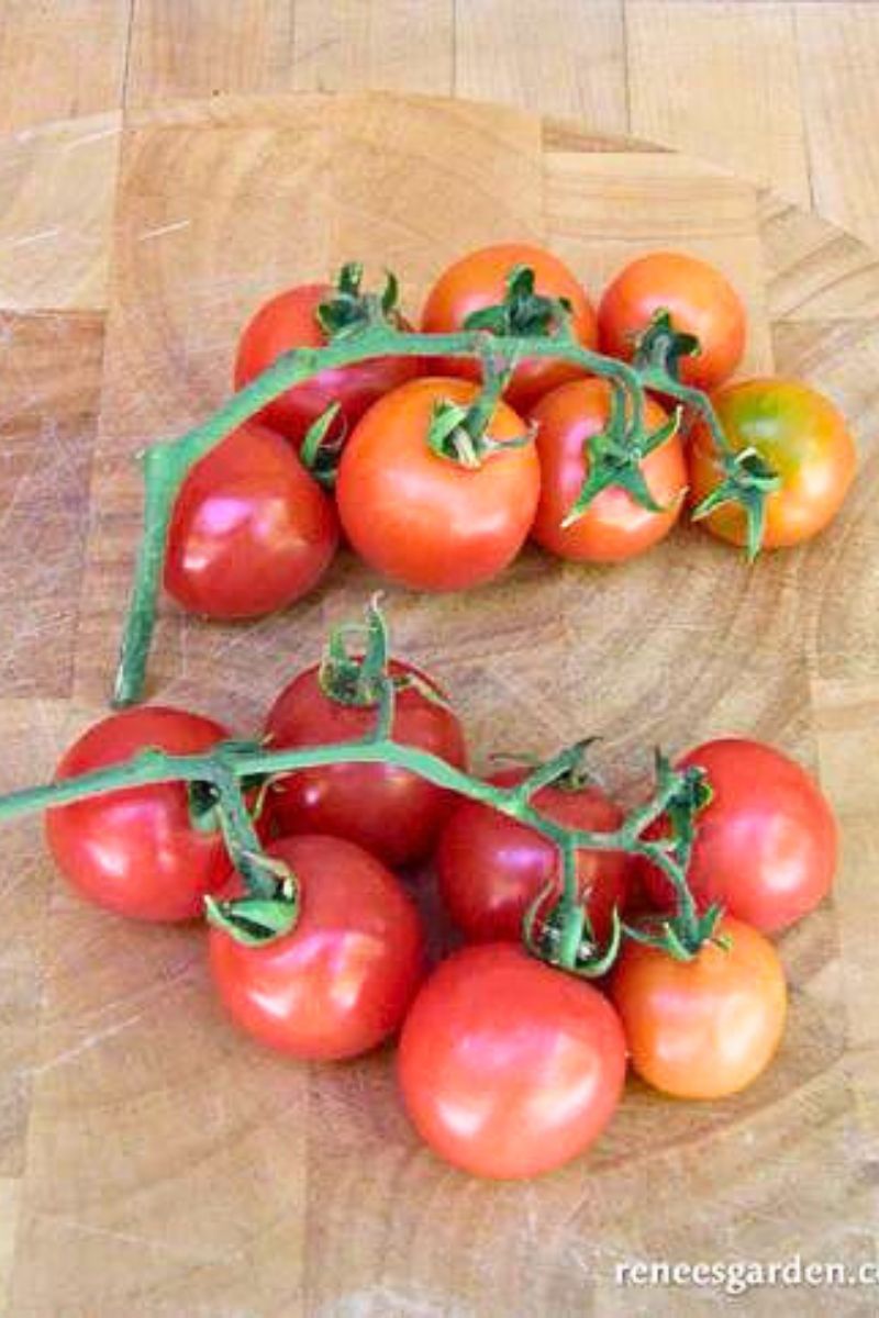 Renee's Garden Heirloom Tomato Chadwick's Cherry Organic Seeds