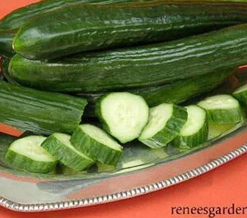 Renee's Garden English Cucumber Chelsea Prize Seeds