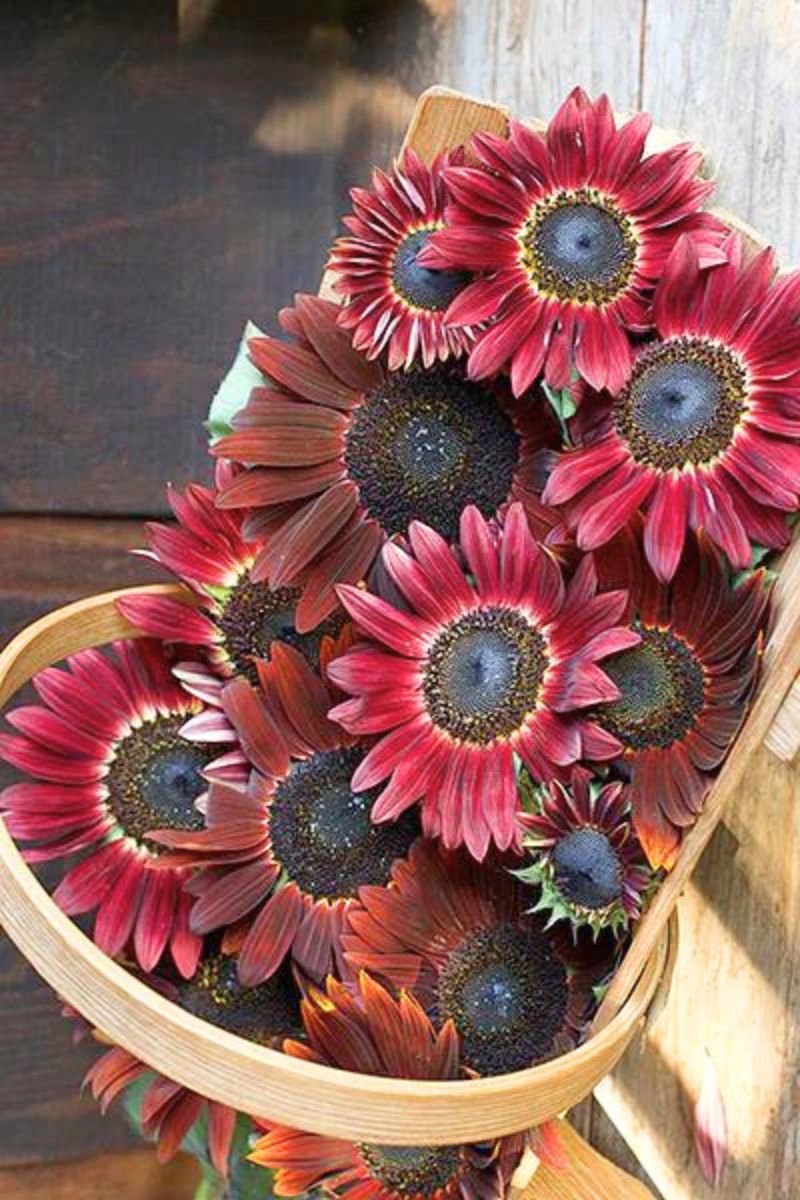 Renee's Garden Ornamental Sunflowers Chocolate Cherry Seeds