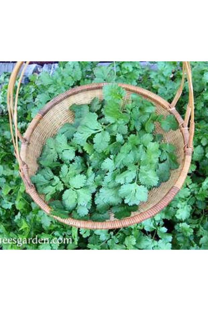 Renee's Garden Heirloom Cilantro Organic Seeds