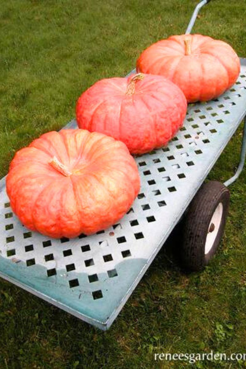 Renee's Garden Heirloom French Pumpkins Cinderella's Carriage Seeds