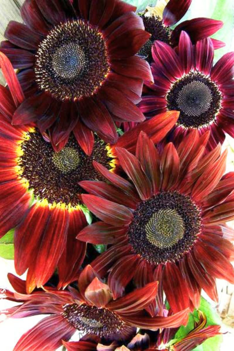 Renee's Garden Ornamental Sunflowers Cinnamon Sun Seeds