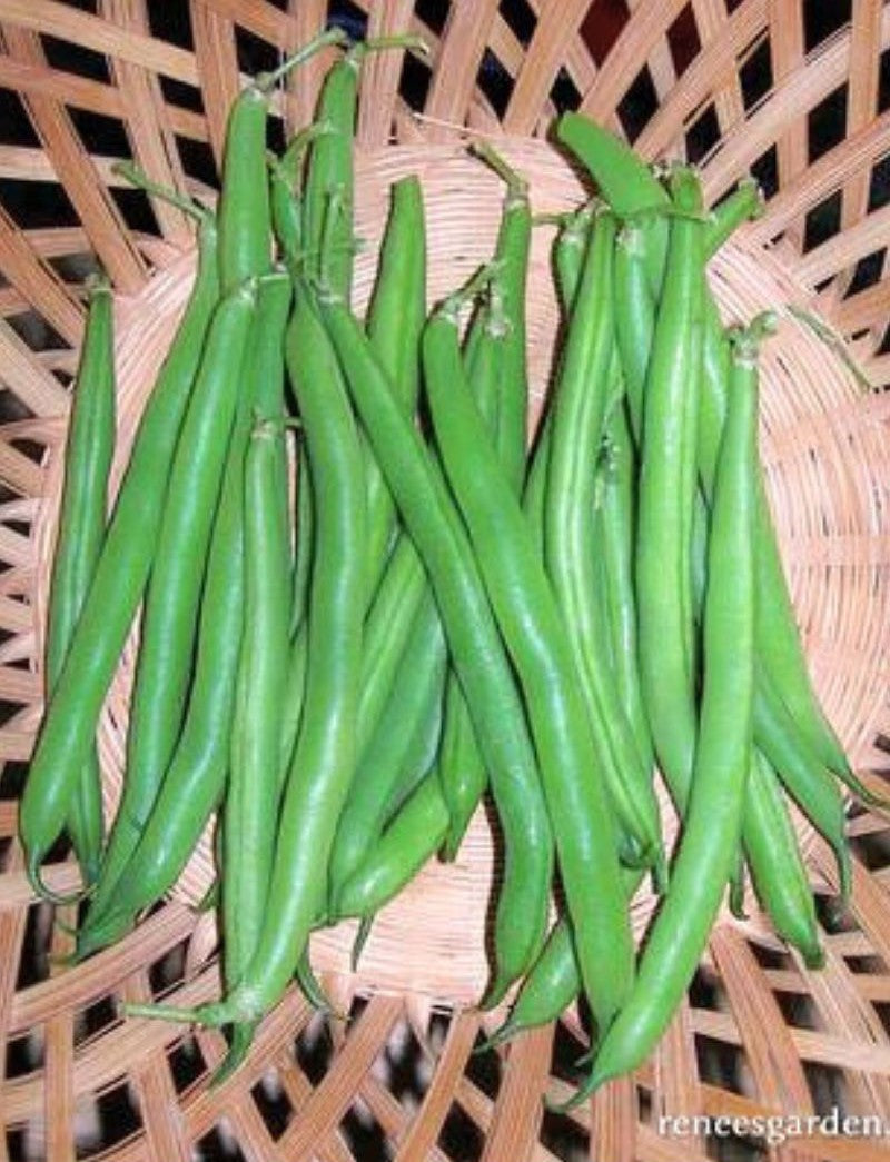 Renee's Garden Bush Beans Classic Slenderette Seeds