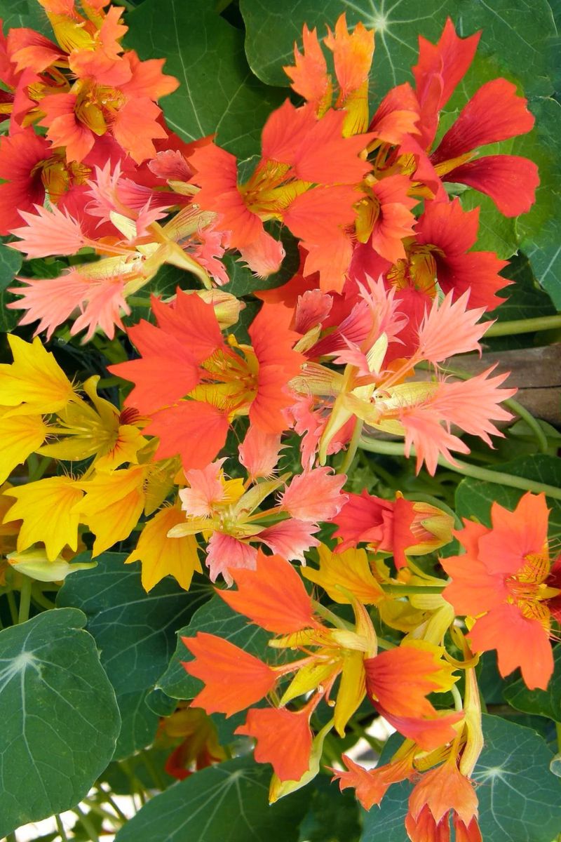 Renee's Garden Heirloom Nasturtiums Climbing Phoenix Seeds