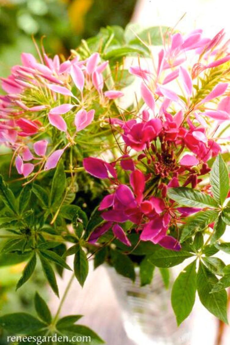 Renee's Garden Hummingbirds Choice Color Fountains Cleome Seeds