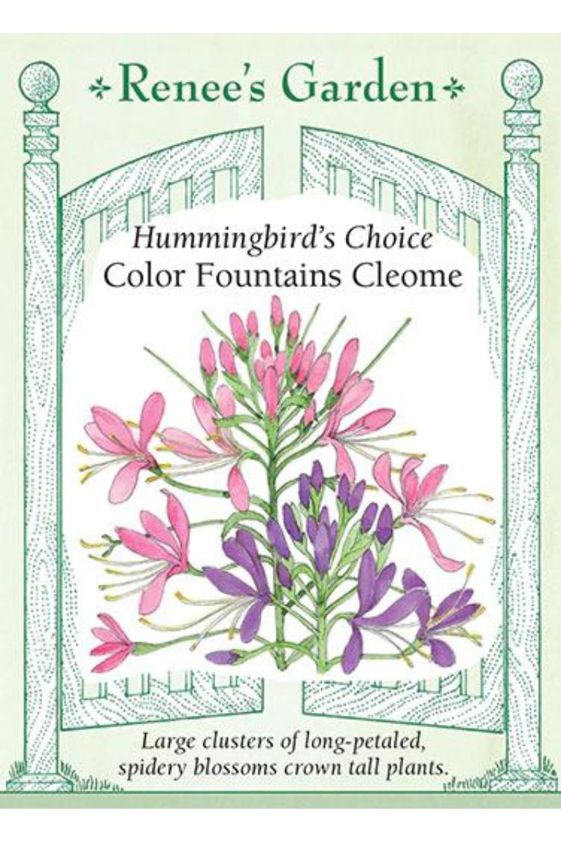 Renee's Garden Hummingbirds Choice Color Fountains Cleome Seeds