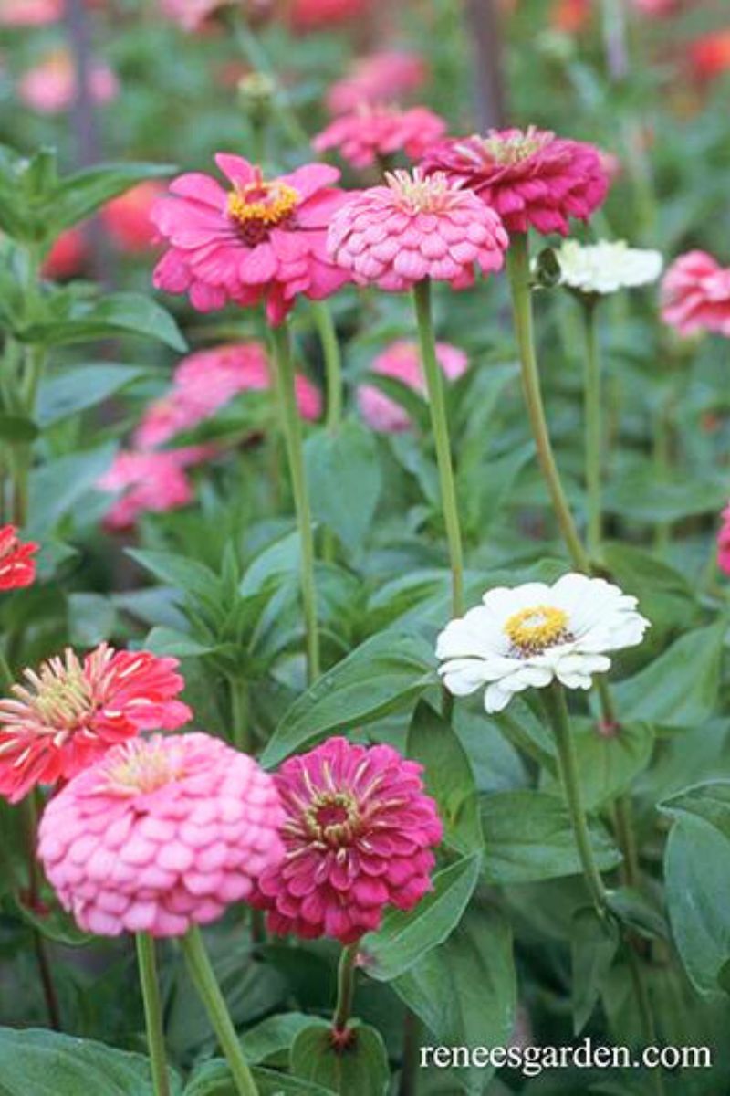 Renee's Garden Cutting Zinnias Hot Crayon Colors Seeds