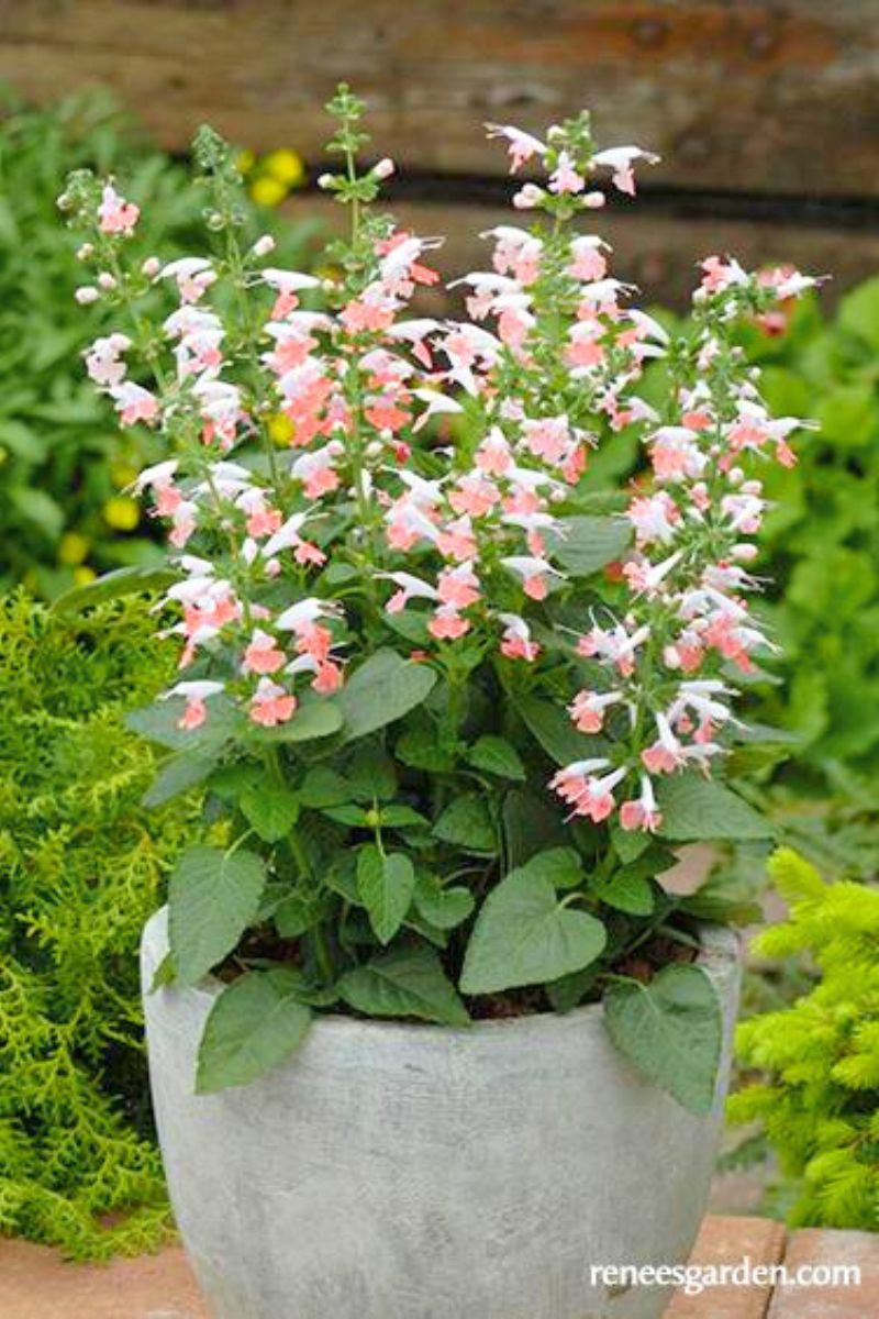 Renee's Garden Humming Bird Salvia Coral Nymph Seeds