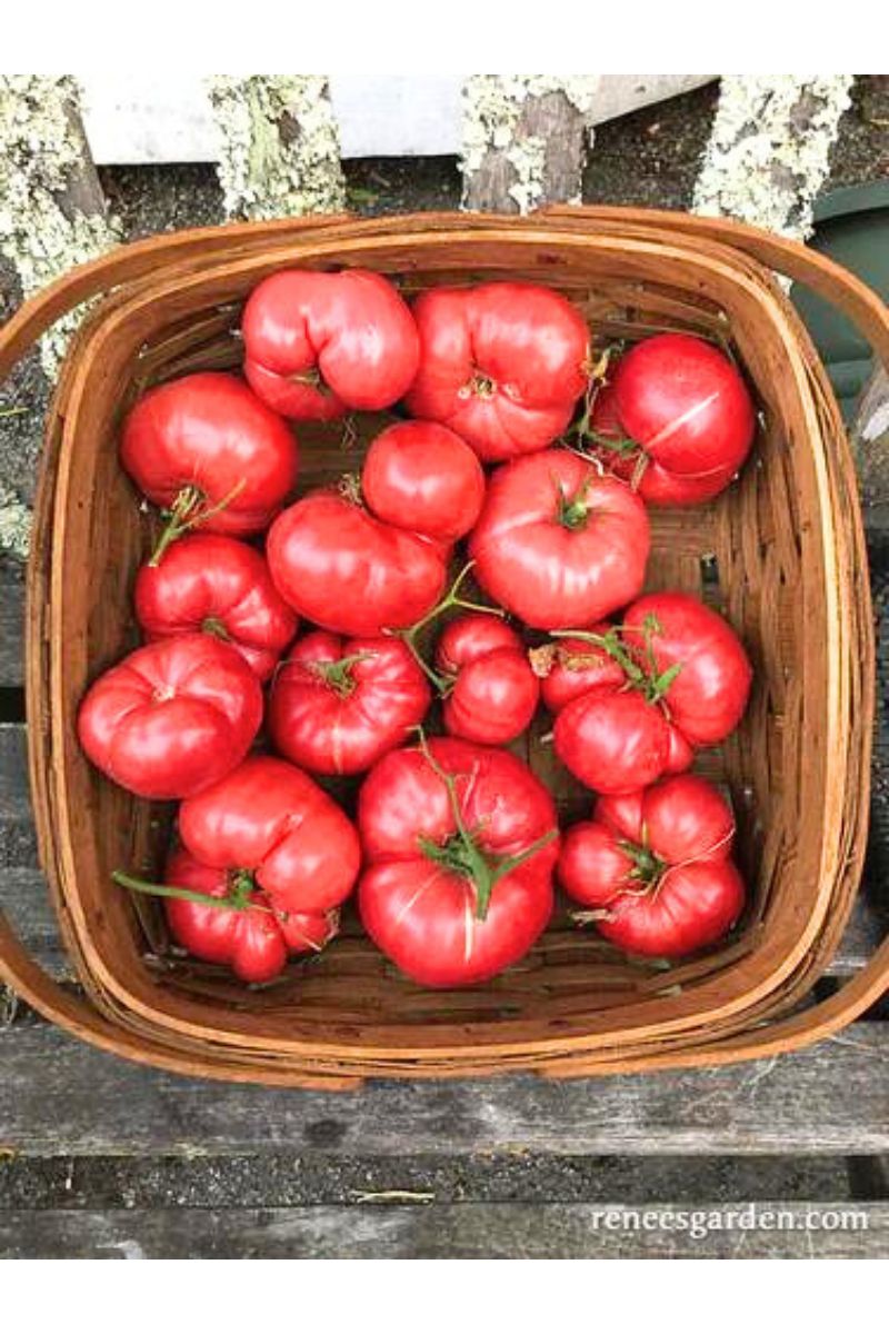 Renee's Garden Itailian Heirloom Tomato Costoluto Genovese Organic Seeds