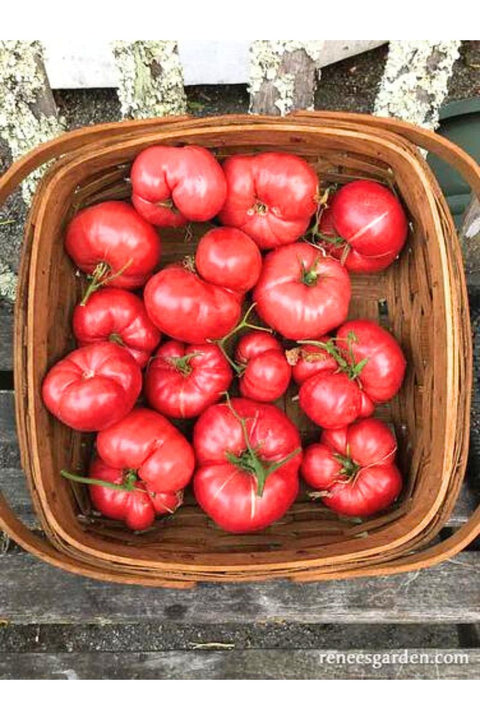 Renee's Garden Itailian Heirloom Tomato Costoluto Genovese Organic Seeds