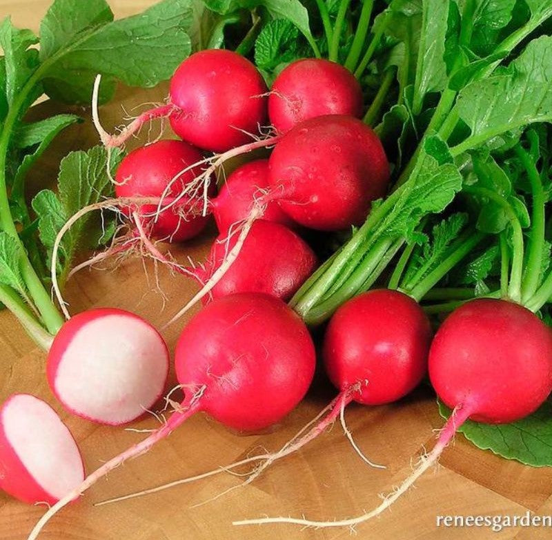 Renee's Garden Round Red Radishes Crimson Crunch Seeds