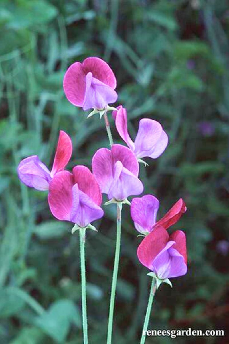 Renee's Garden Heirloom Sweet Peas Cupani's Original Seeds