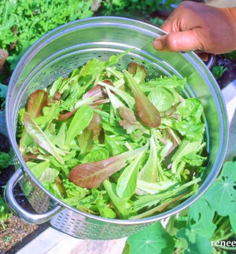 Renee's Garden Baby Mesclun Lettuces Cut and Come Again Seeds