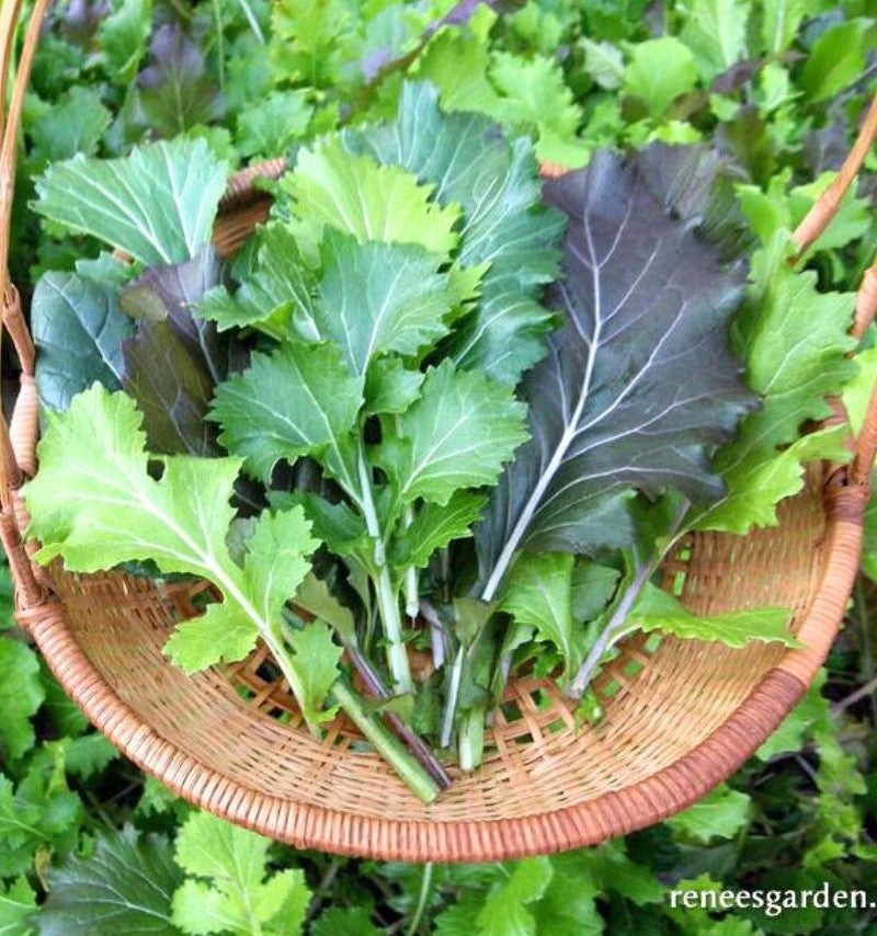 Renee's Garden Heirloom Greens Cut & Come Again Mustards Organic Seeds