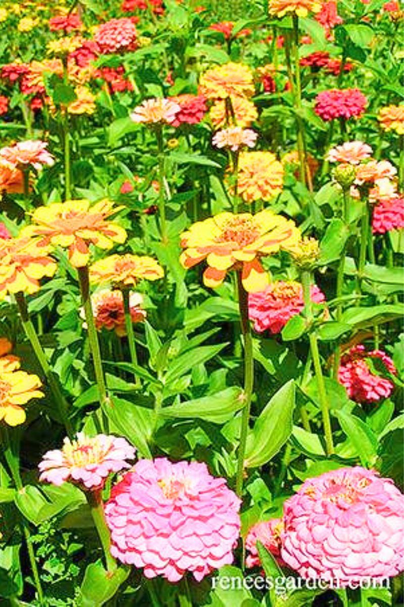 Renee's Garden Heirloom Zinnias " Cut and Come Again " Seeds