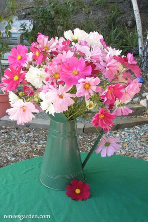 Renee's Garden Heirloom Specialtyt Cosmos Dancing Petticoats Seeds