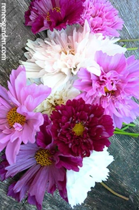 Renee's Garden Bouquet Cosmos Double Click Seeds