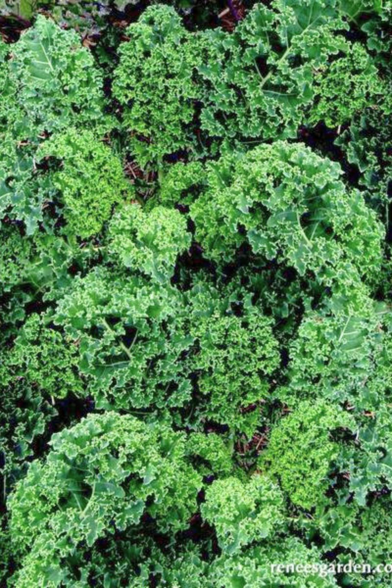 Renee's Garden Triple-Curled Kale Dutch Darkibor Seeds