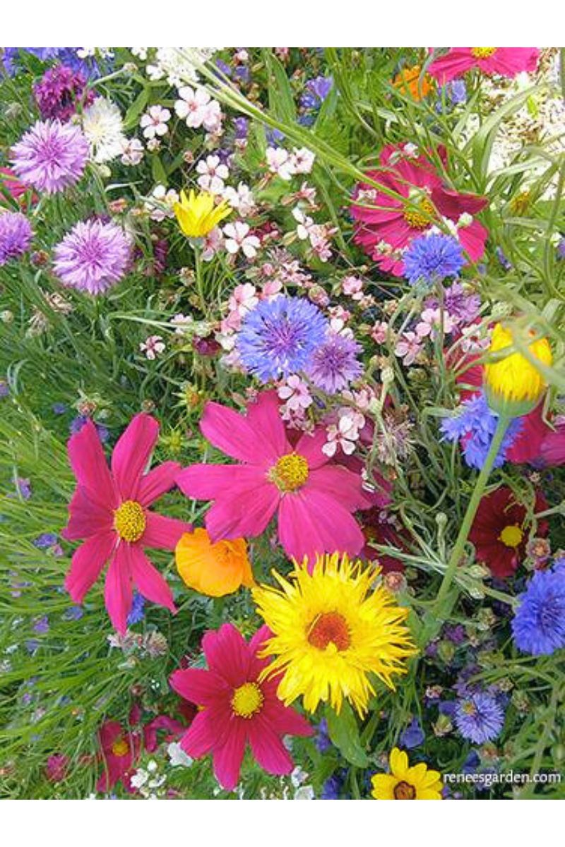 Renee's Garden Pollintor Flowers Early Blooming Beekeepers Mix Seeds