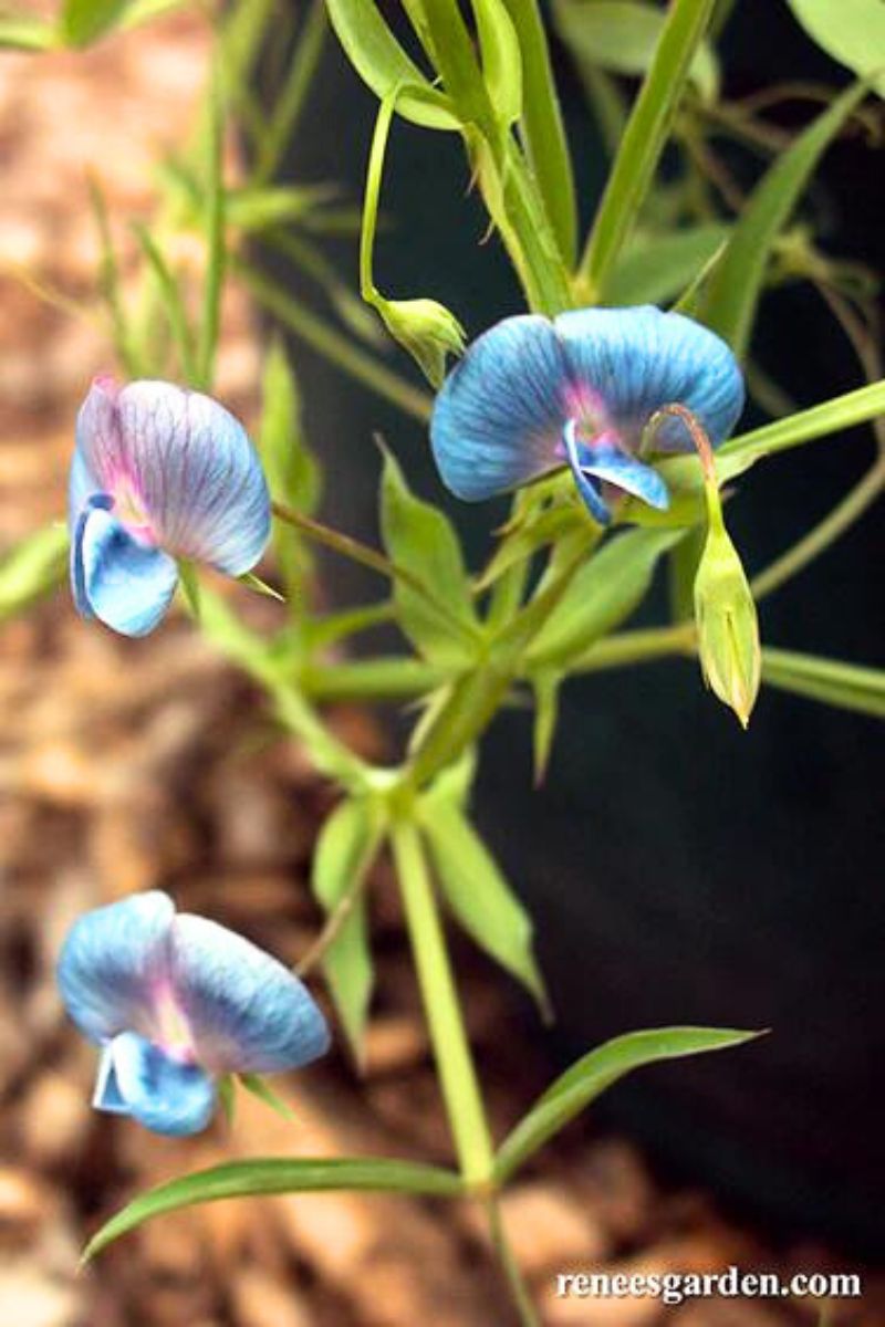 Renee's Garden Container Sweet Peas Heirloom Electric Blue Seeds