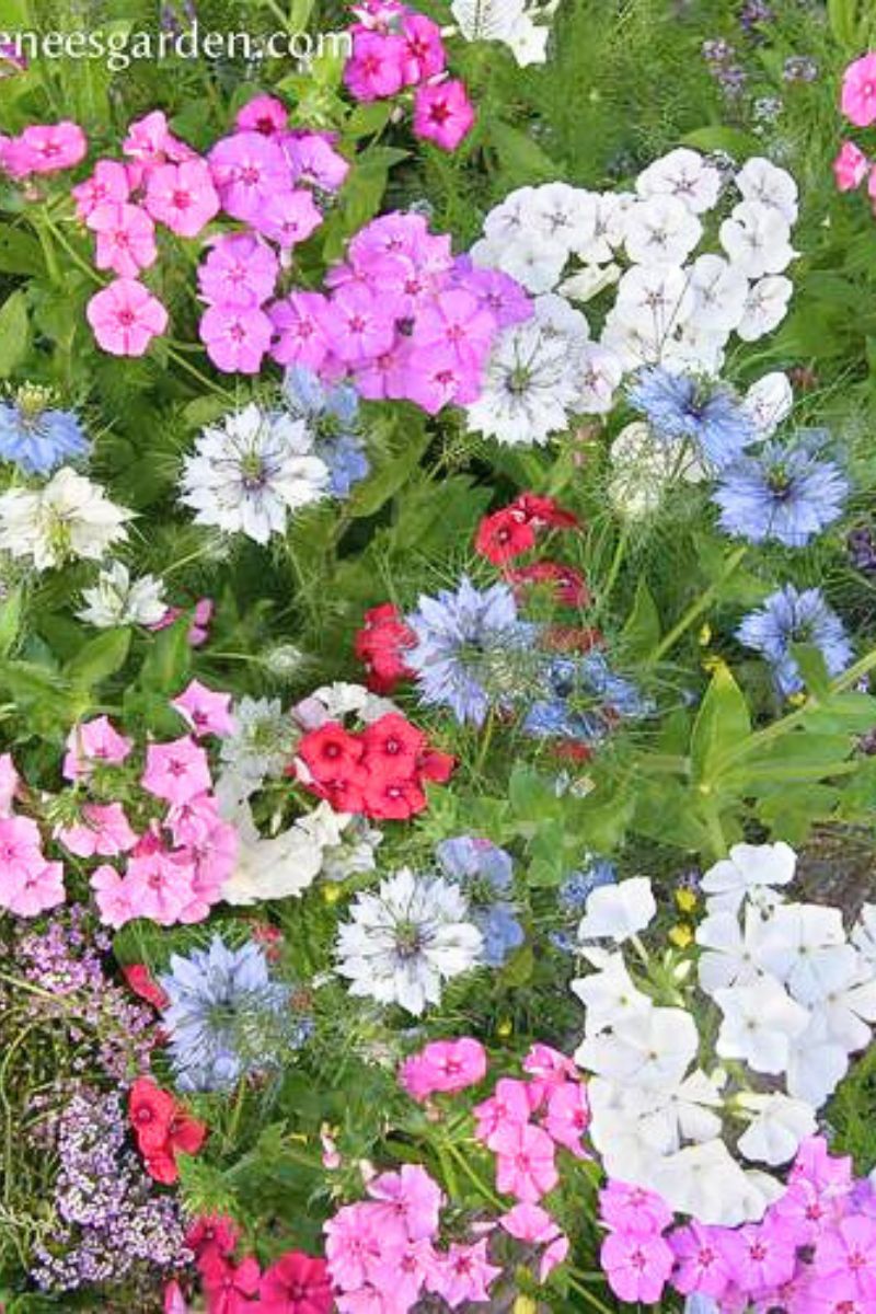 where to buy renee's garden seeds Renee's Garden Special Seed Blends Fairy Garden Mix Seeds – Chalet