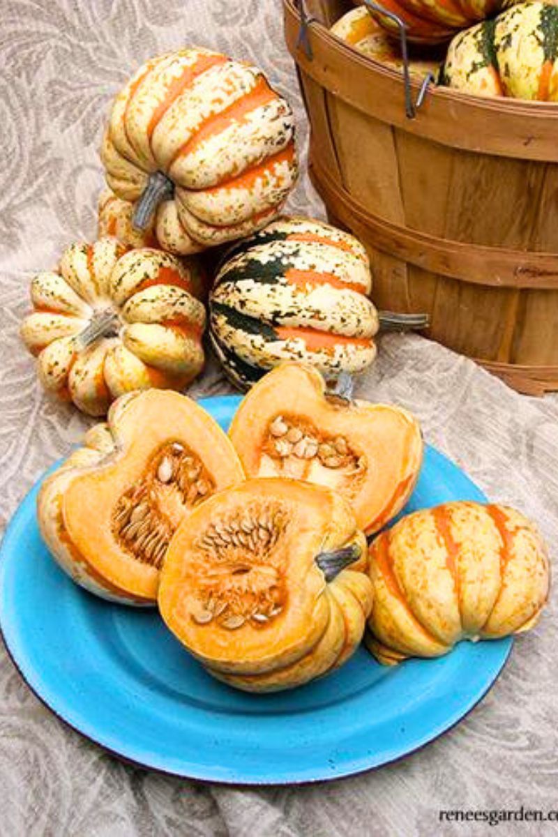 Renee's Garden Winter Squash Festival Acorn Seeds