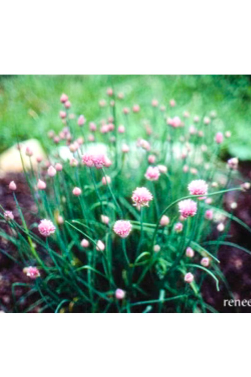 Renee's Garden Kitchen Herbs Fine Leaf Chives Seeds
