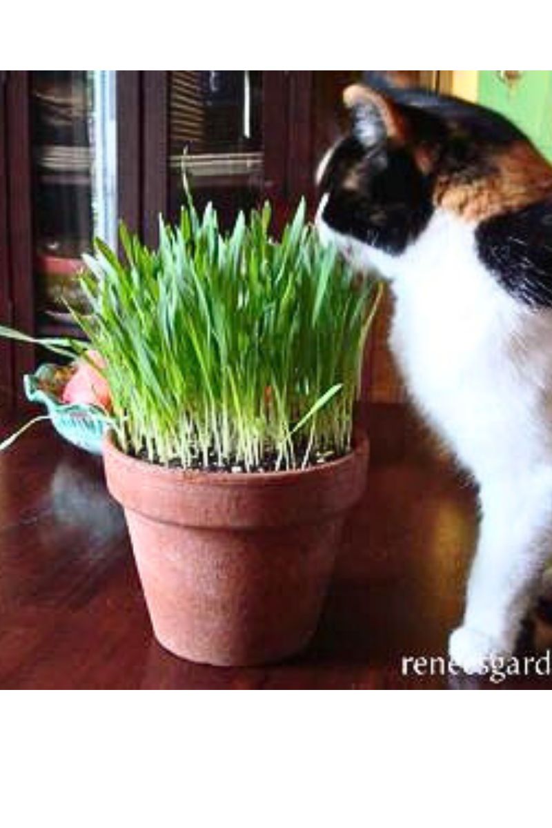 Renee's Garden Kitty Queen's Four Grass Mix Organic Seeds